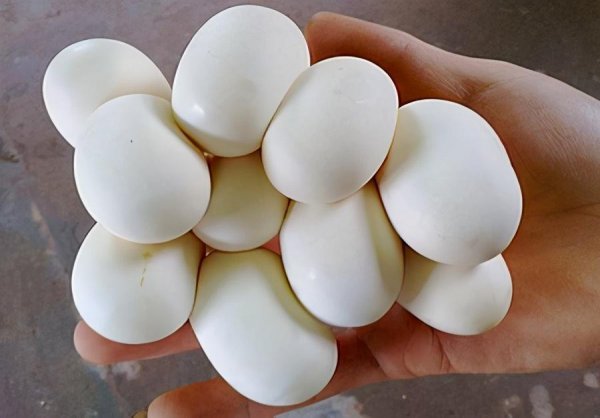 蛇怎么繁殖后代的