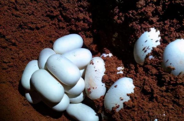 蛇怎么繁殖后代的