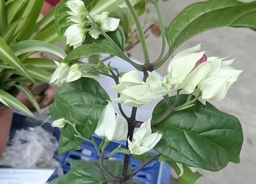 龙吐珠爬藤徒长不爱开花要怎么养护