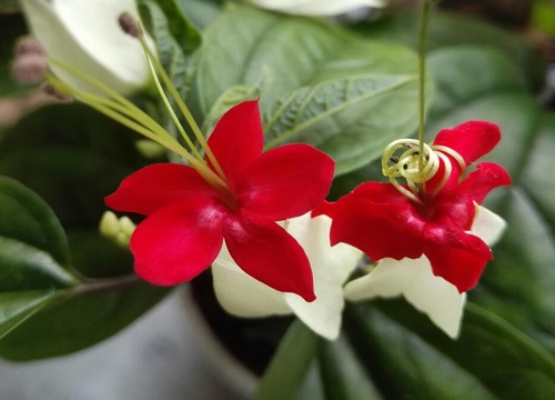 龙吐珠爬藤徒长不爱开花要怎么养护