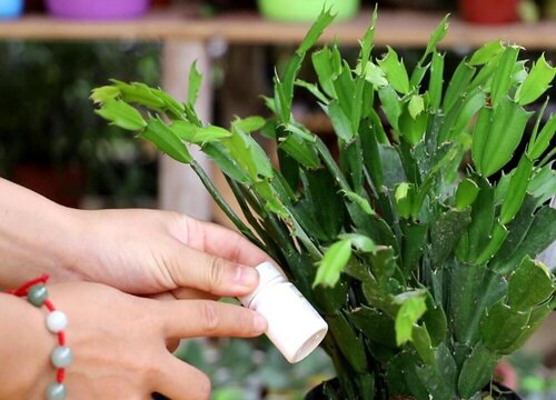 花卉施肥不当产生肥害的处理方法