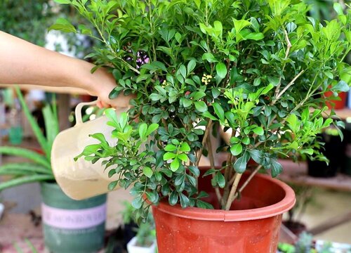 花卉施肥不当产生肥害的处理方法