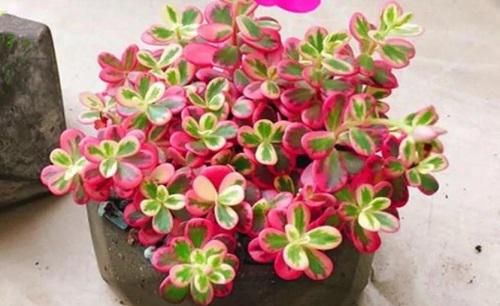 多肉白粉病是什么原因引起的