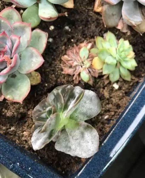 多肉白粉病是什么原因引起的