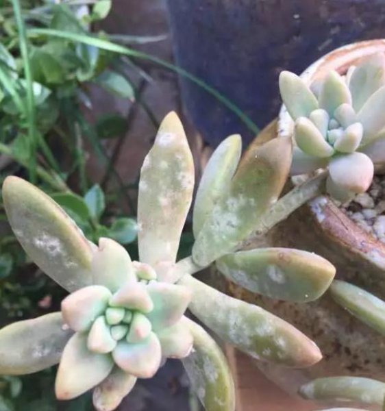 多肉白粉病是什么原因引起的