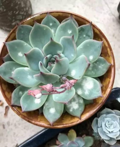 多肉白粉病是什么原因引起的