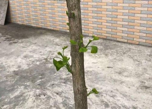 门前可以种银杏树吗