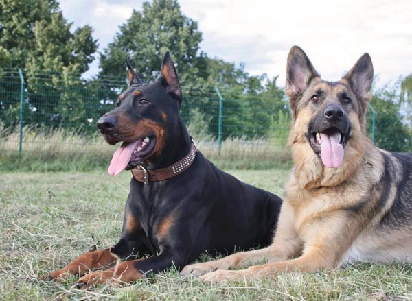 狗狗聪明排行榜前十名