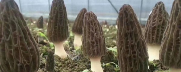 新鲜羊肚菌的保存技巧