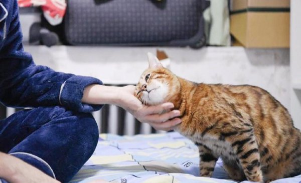 男不养猫女不养狗的说法