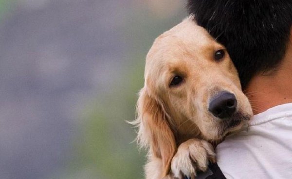 男不养猫女不养狗的说法