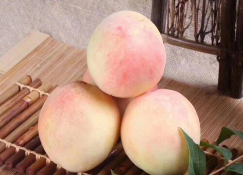 水蜜桃产地哪里最好最正宗