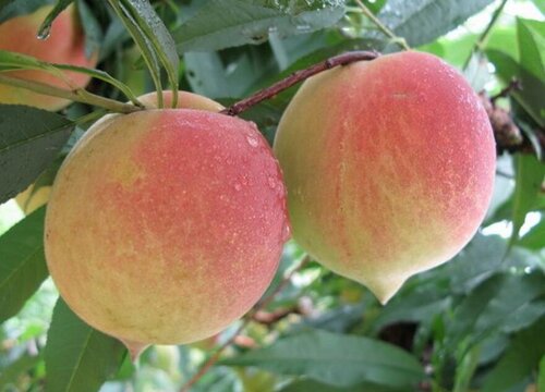 水蜜桃产地哪里最好最正宗