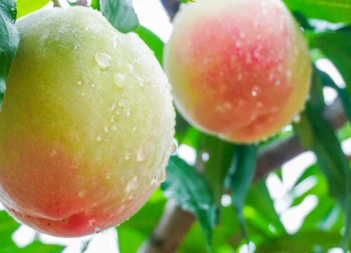 水蜜桃产地哪里最好最正宗