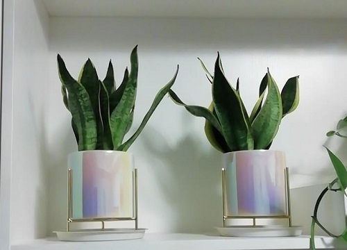 虎皮兰叶片打卷怎么办