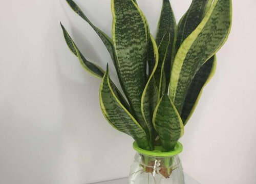 虎皮兰叶片打卷怎么办