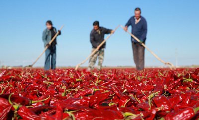 1亩朝天椒一年收入多少 种植朝天椒亩收入超过万元的要点