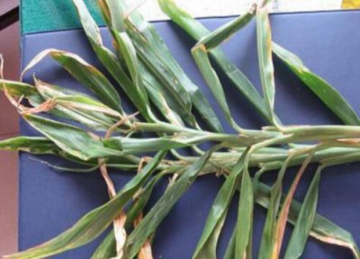 生姜黄叶是什么原因 叶子发黄治疗方法