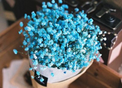 满天星的花语和寓意 象征含义大全