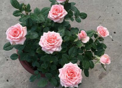 六月份能给月季花换土吗 月季什么时候换土换盆最好