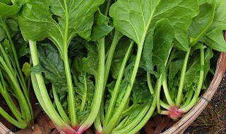 菠菜常见类型与品种有哪些 菠菜有哪些常见类型与品种