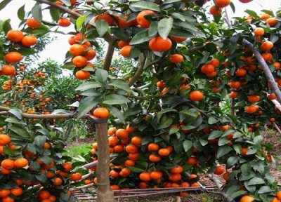 桔子树怕冻吗 冬天桔子树保温防冻最好的办法