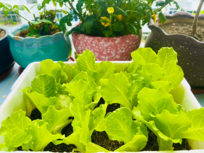 春天可以种什么菜最合适 春天种的6种蔬菜好养又容易爆盆