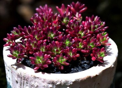 多肉黑腐了怎么办 多肉黑腐怎么处理