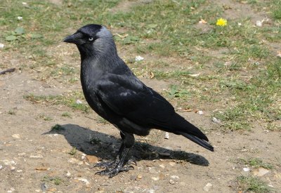 寒鸦是什么鸟 被称为鸟中道德模范特点的寒鸦