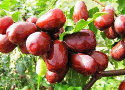 中国十大名枣排名榜 全国哪里产地的红枣品种最有名