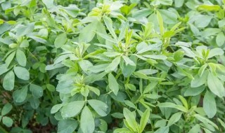 苜蓿在家怎么种植 苜蓿在家如何种植