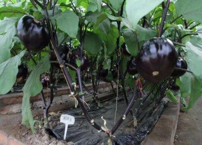 移栽的茄子苗不见长怎么办 露地茄子苗生长缓慢原因