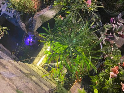 净化水质的水生植物排名 充分净化水质改善鱼缸环境植物