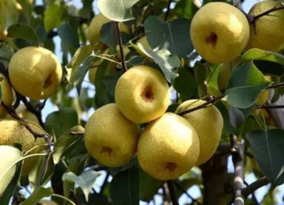 酥梨什么时候成熟 几月份成熟采摘