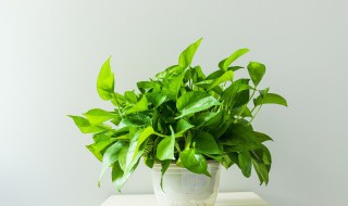 生活常见植物有哪些 生活常见有哪些植物