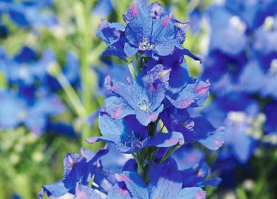 大花飞燕草花期时间 大花飞燕草花期是什么时候