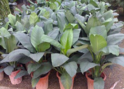 绿巨人花怎么繁殖 绿巨人开花后怎么处理