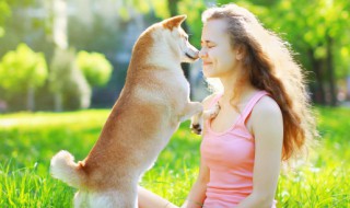 狗吃羊肉为什么会死 狗狗吃羊肉死亡的原因