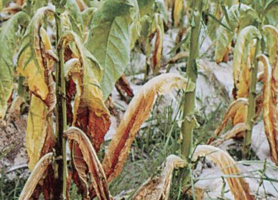 烤烟种植中常见病害 烤烟病虫害防治技术与方法措施