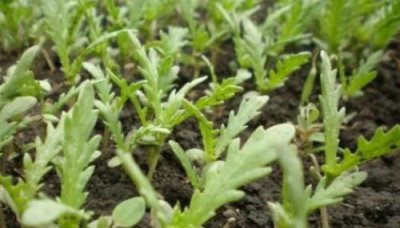 茼蒿菜的种植方法和管理技术 大叶茼蒿菜的栽培技术