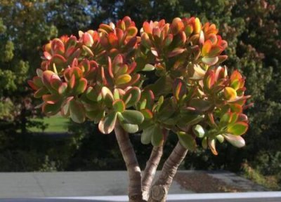 黄金花月与玉树的区别 教你鉴别黄金花月与玉树的区别