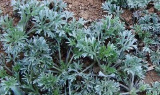 白蒿泡水的功效和作用 白蒿的功效与作用 白蒿泡水喝的禁忌