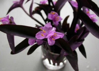 家里养紫竹的禁忌 在家中养紫竹风水好吗