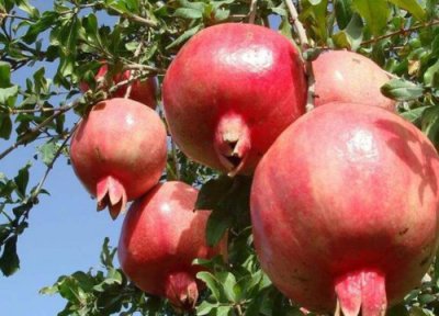 门前种三树家兴旺三代 家门口栽哪三种树可以富三代