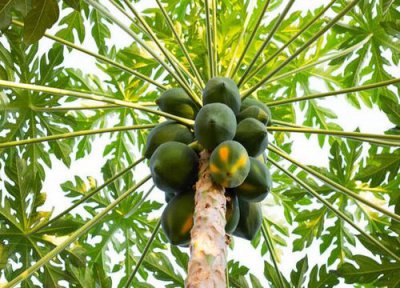 木瓜长什么样子图片 起什么作用