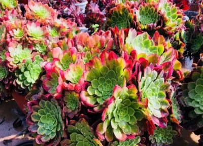 颜值最高的多肉排行榜 最漂亮好看的多肉植物排名