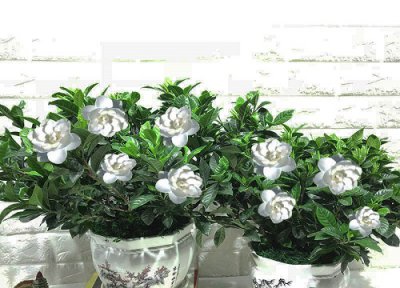 栀子花如何养护四季开花不断 栀子花怎么养一年四季都开花