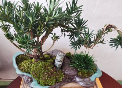 罗汉松种在家里禁忌 罗汉松栽在院子的位置吉利吗