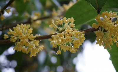 庭院十大吉祥之树图片 庭院种植十种吉祥树富贵自来