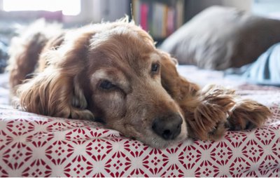 狗狗临死前的表现10天 狗狗去世之前有什么特殊征兆